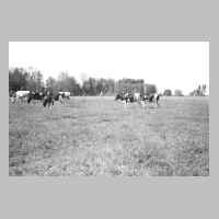 095-0011 Viehweide von Friedrich-Wilhelm Teschner aus Schoenrade.jpg